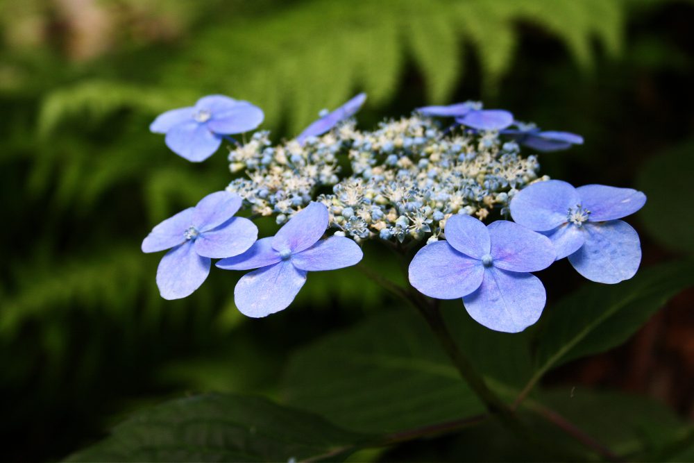 Ezo hydrangea